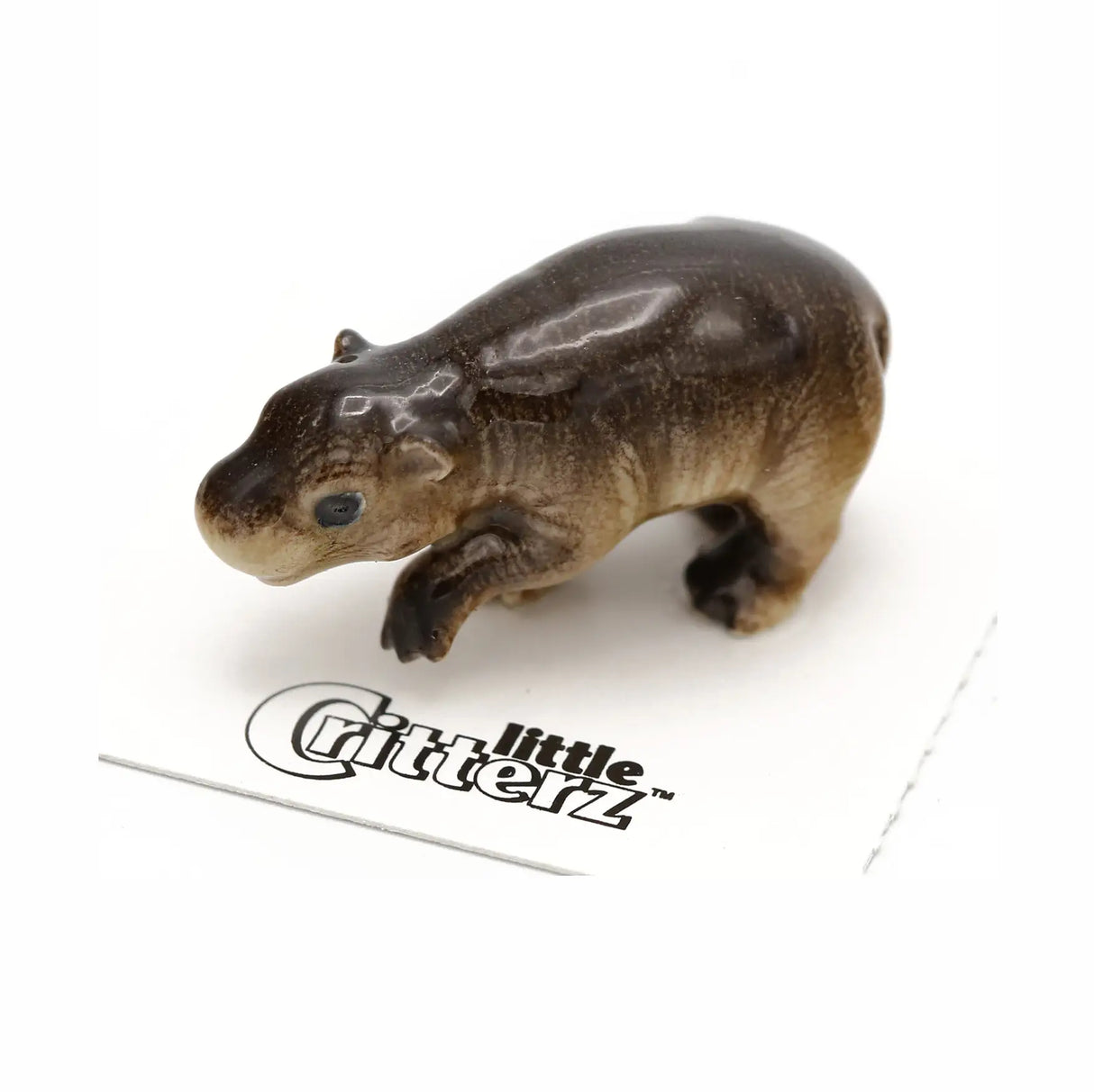 Little Critterz | Liberia the Pygmy Hippo