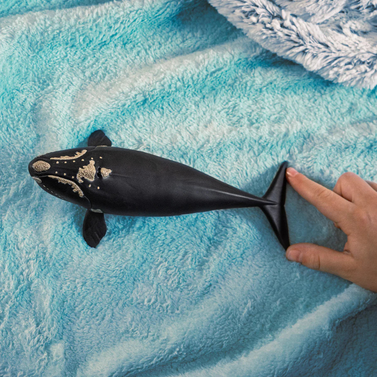 North Atlantic Right Whale toy with black body and barnacle details on a blue textured blanket next to a child's hand.