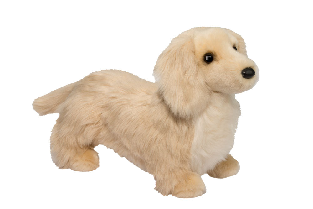 Golden Dachshund Haisley