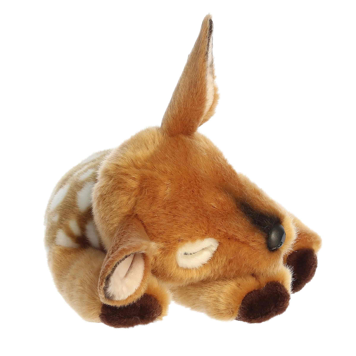 Fawn Sleepy