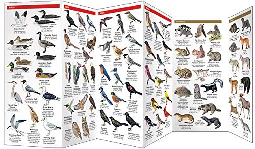 Pocket New Hampshire Wildlife folding guide showing colorful illustrations of local birds and mammals for easy identification.