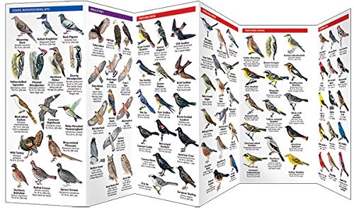 Pocket New Hampshire Birds folding guide showing colorful illustrations of 140 common bird species and habitats.