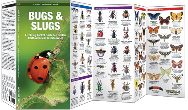 Pocket Bugs & Slugs folding pocket guide showing illustrated bugs, beetles, spiders, and butterflies for easy identification.