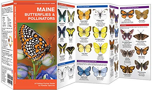 Pocket Maine Butterflies & Pollinators folding guide showing illustrations of common butterfly species in Maine.
