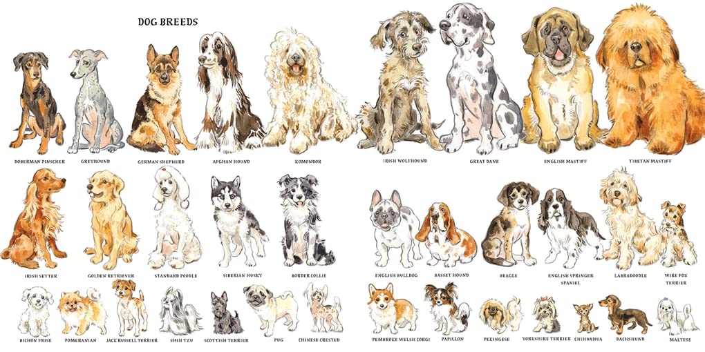Illustrated chart of various dog breeds featured in Dogs: A History of Our Best Friends book by Lita Judge.
