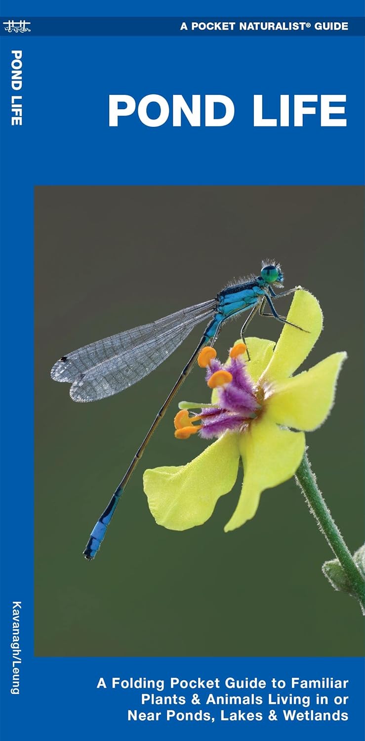 Pocket Pond Life Guide showing a blue damselfly perched on a yellow wildflower against a soft green background.