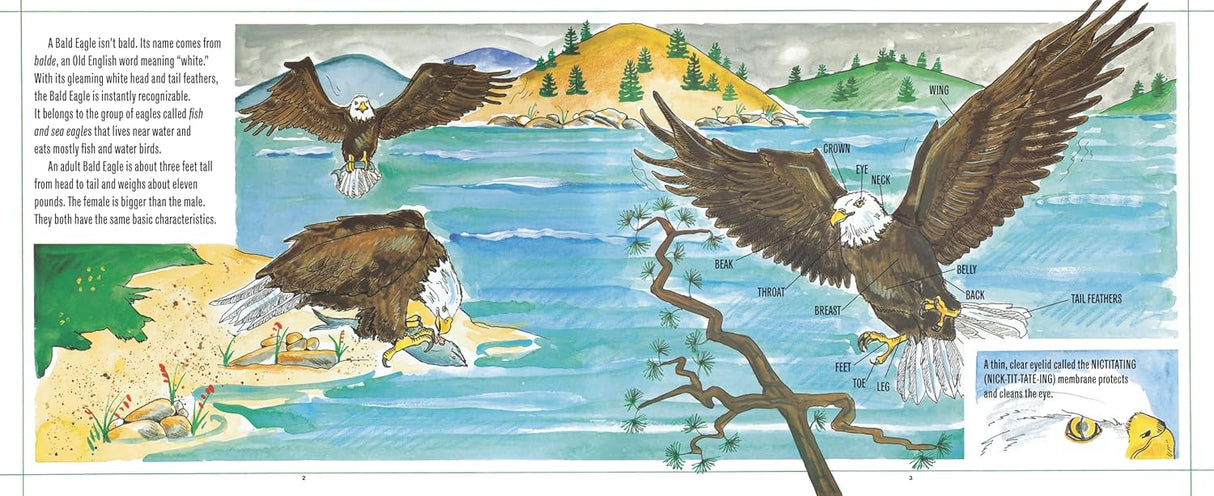 Bald Eagles