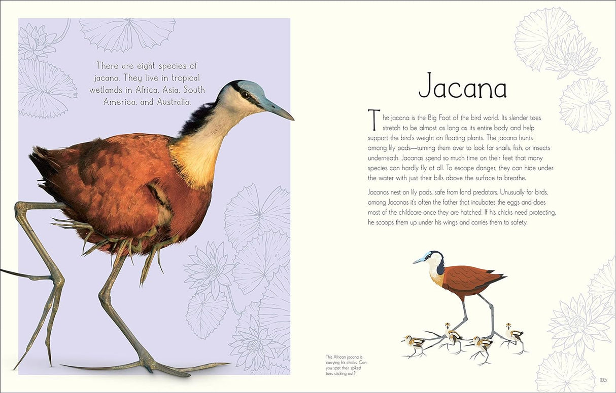 Anthology of Aquatic Life book spread featuring detailed Jacana bird illustrations and educational text for young readers.