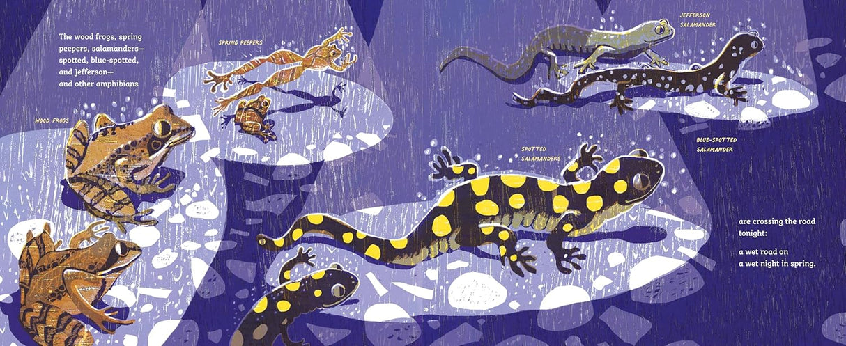 Safe Crossing illustration showing various amphibians like frogs and salamanders crossing a wet road at night.