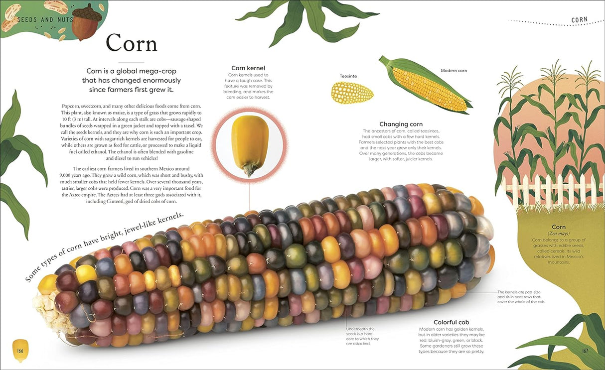 Secret World of Plants book page showing detailed illustrations and facts about colorful corn and its growth stages.