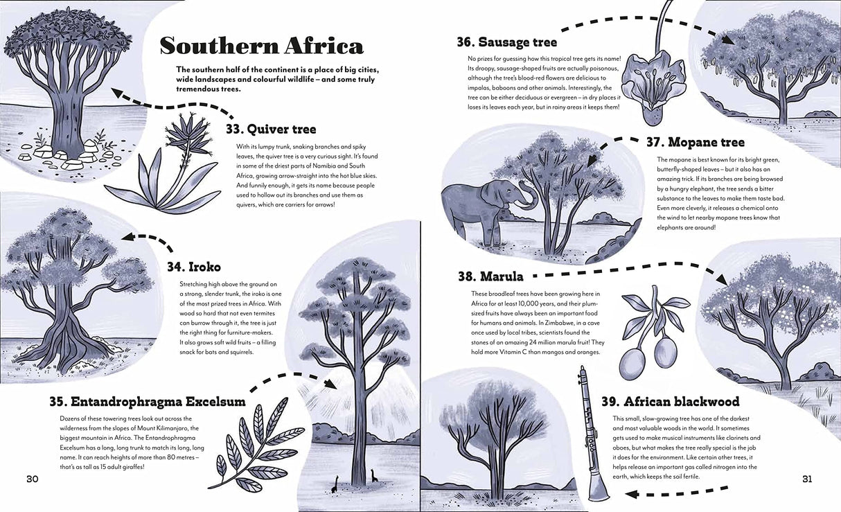 Illustration of Southern Africa trees including Quiver, Iroko, and Marula from the book Around the World in 80 Trees.