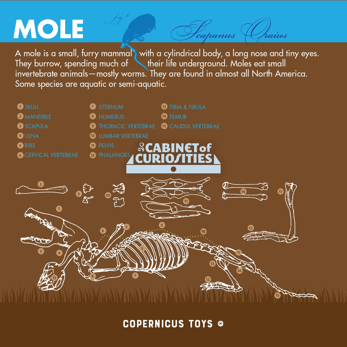 Cabinet of Owl Pellets: Dissection Kit with labeled mole anatomy poster and skeleton illustration