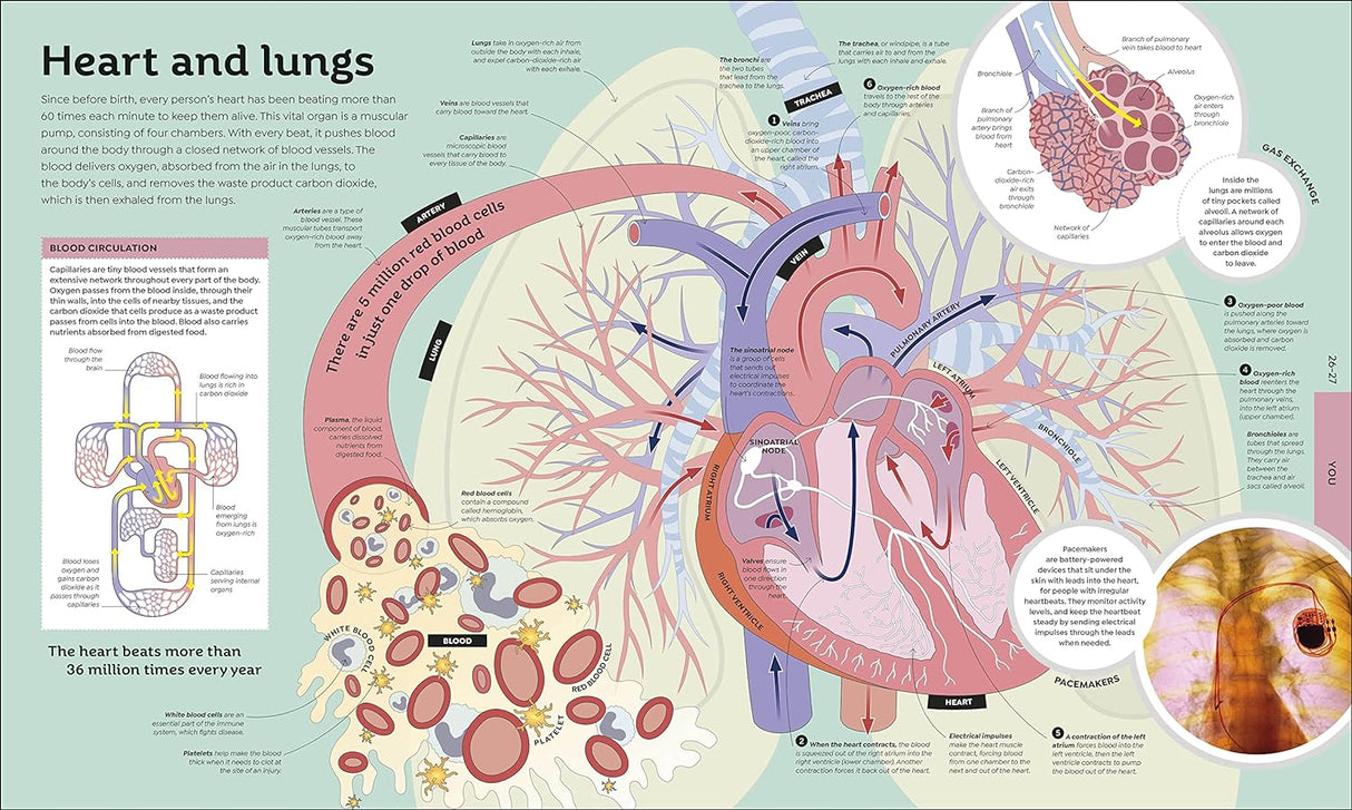 How Everything Works book detailed illustration of heart and lungs explaining blood circulation for children 10-14.