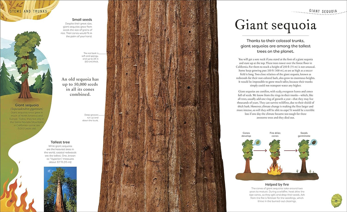 Secret World of Plants book page showing Giant Sequoia tree bark, size, and fire adaptation illustrations.