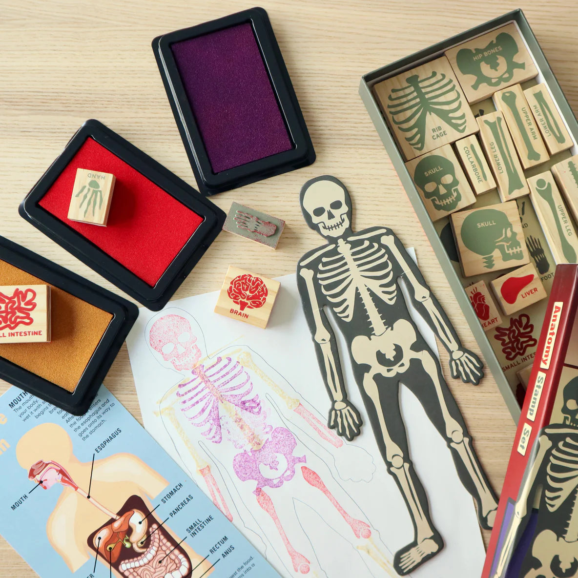 Anatomy Stamp Set with 21 rubber stamps, ink pads, and skeleton stencil for educational body part stamping fun.