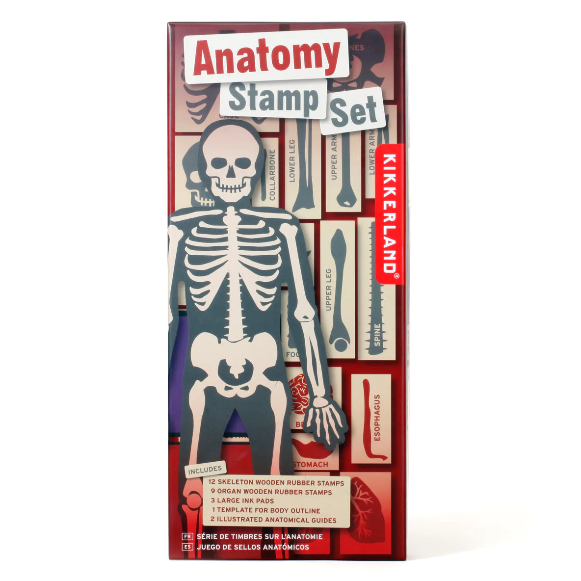Anatomy Stamp Set with 21 skeleton rubber stamps, ink pads, and educational stencil for learning body parts.