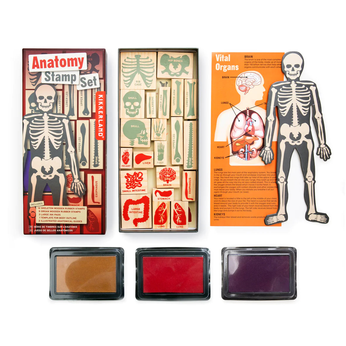 Anatomy Stamp Set with 21 rubber stamps, 3 ink pads, and educational stencils for creating skeletons and organs.