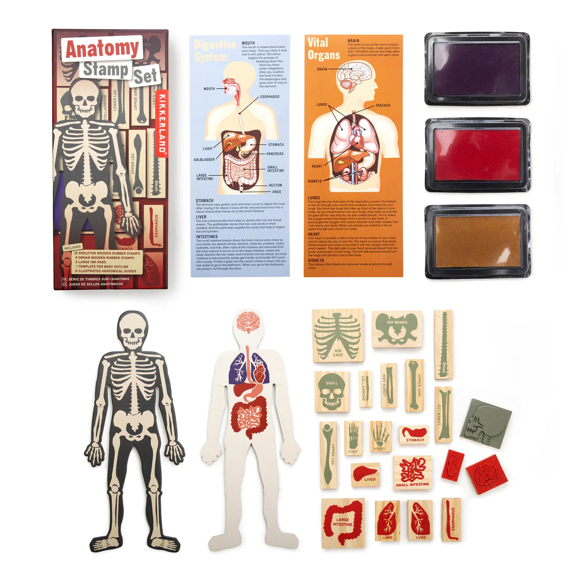 Anatomy Stamp Set with 21 rubber stamps, 3 ink pads, and educational stencils for learning body systems.