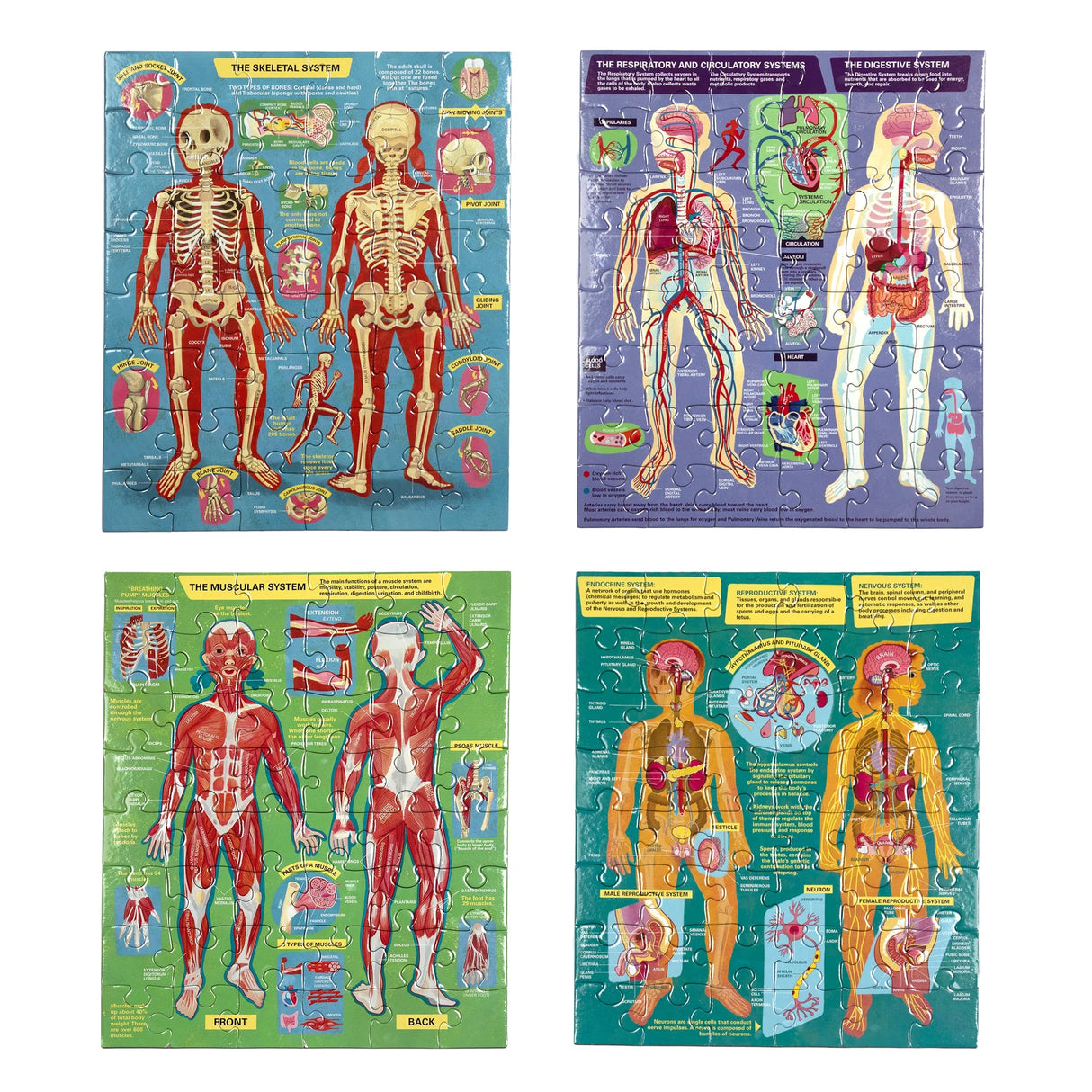 48pc Human Anatomy Puzzles featuring detailed skeletal, muscular, digestive, and reproductive system illustrations.