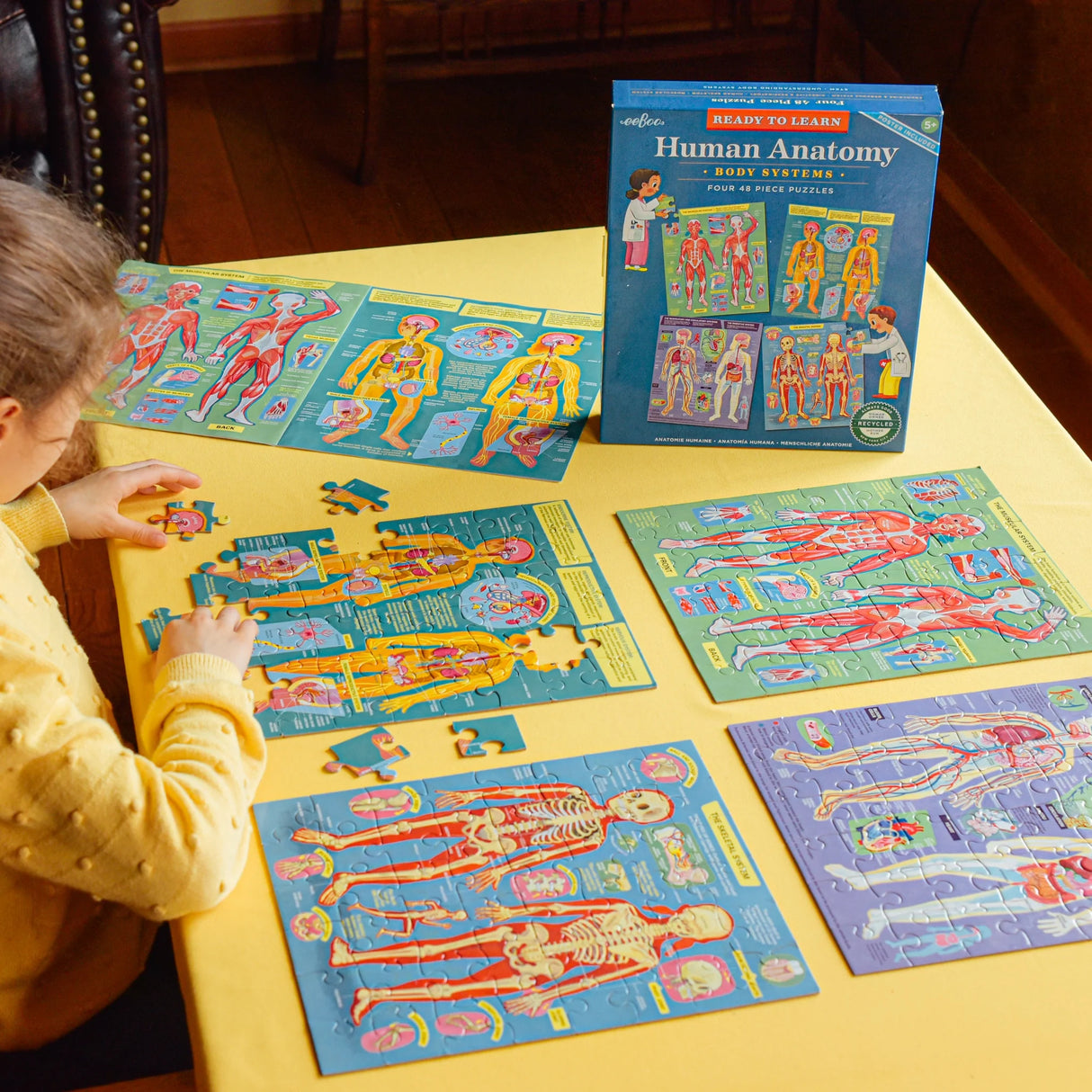 48pc Human Anatomy Puzzles showing four detailed human body system jigsaw puzzles with a child assembling one on a table.