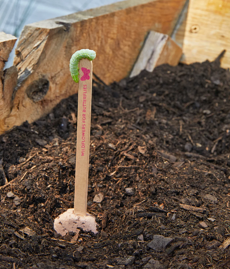 Pollinator Seed Pop with butterfly seed marker and green caterpillar on rich soil in garden bed.