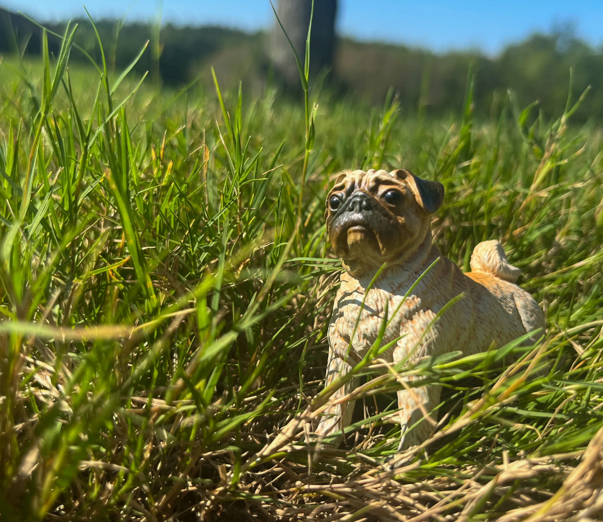 Pug figurine with cream body, brown face and ears, standing in grass showing compact form and curled tail.