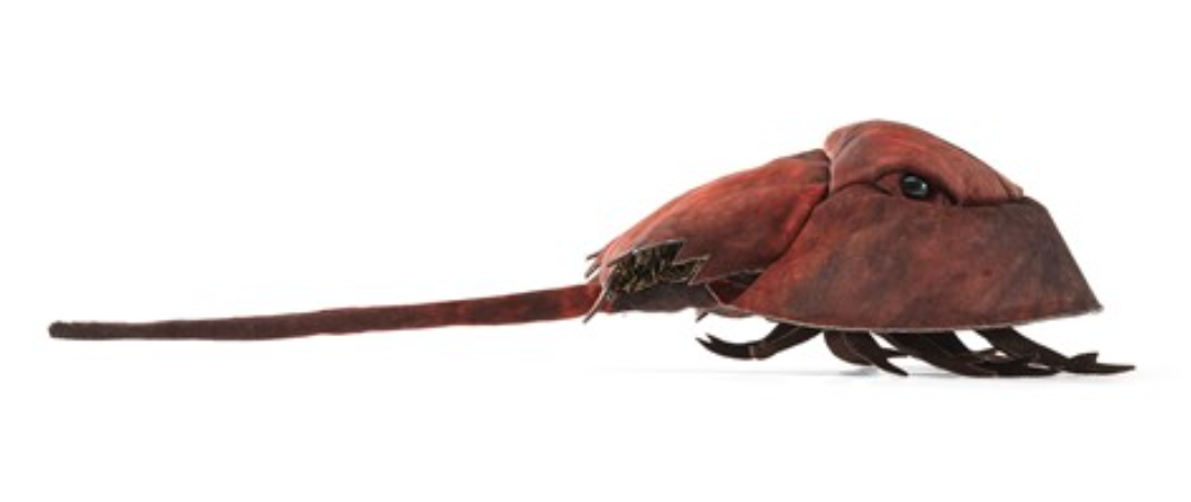 Horseshoe Crab Puppet made of suede cloth with pine needle fringe and stiff tail, designed as a 2-finger glove puppet.