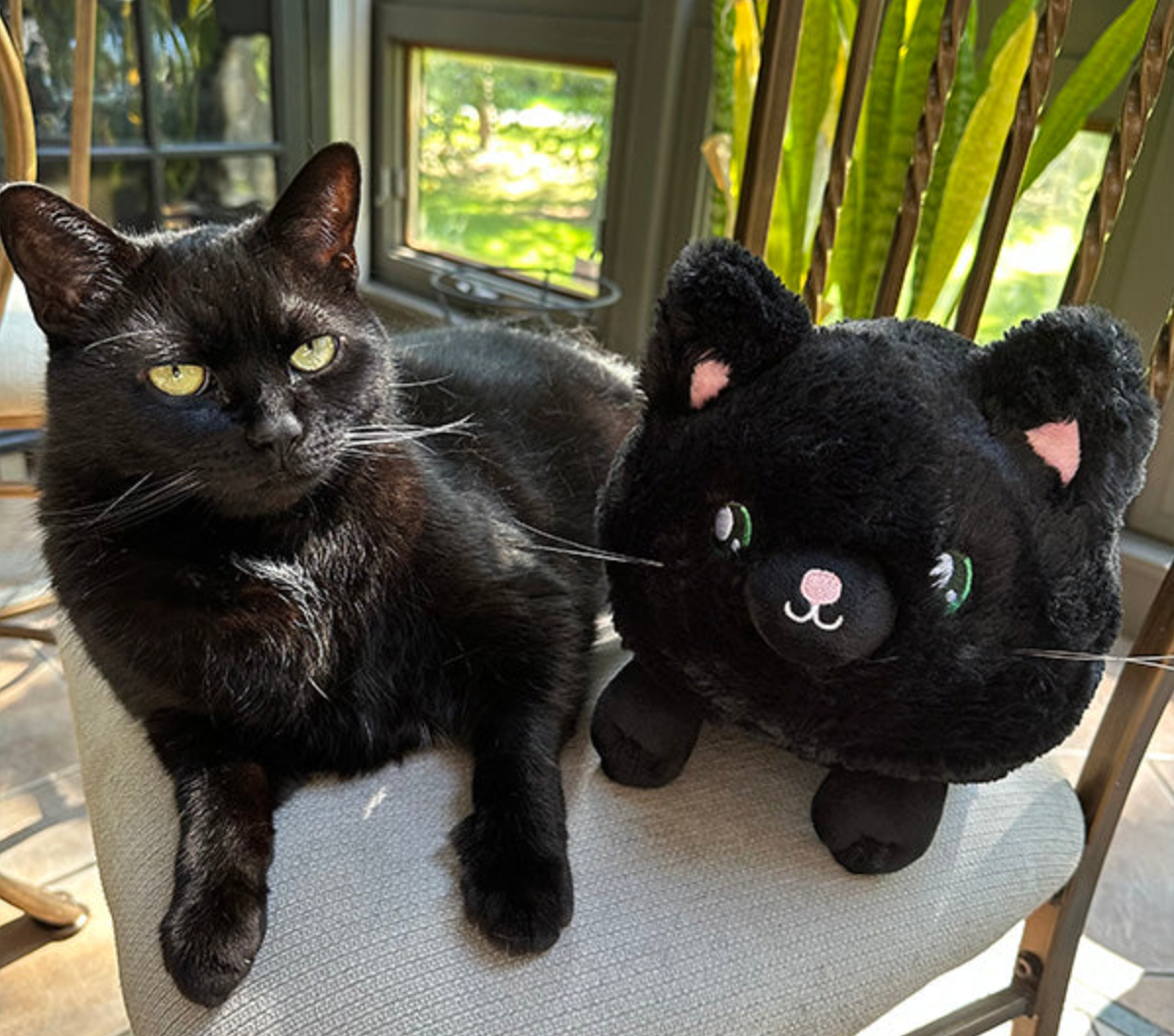 Black Kitty Mini plush toy next to a real black cat on a chair by the window with green plants outside.