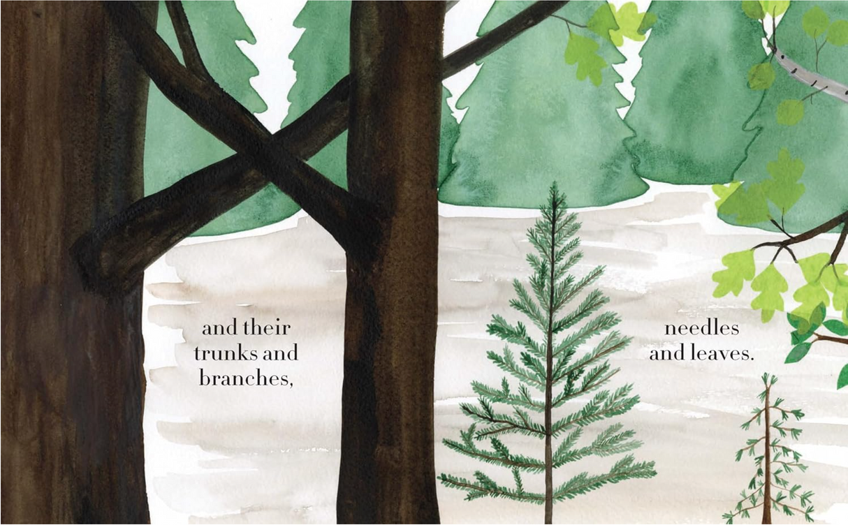 Illustration from Forest showing tree trunks, branches, needles, and leaves with soft watercolor detail for children.