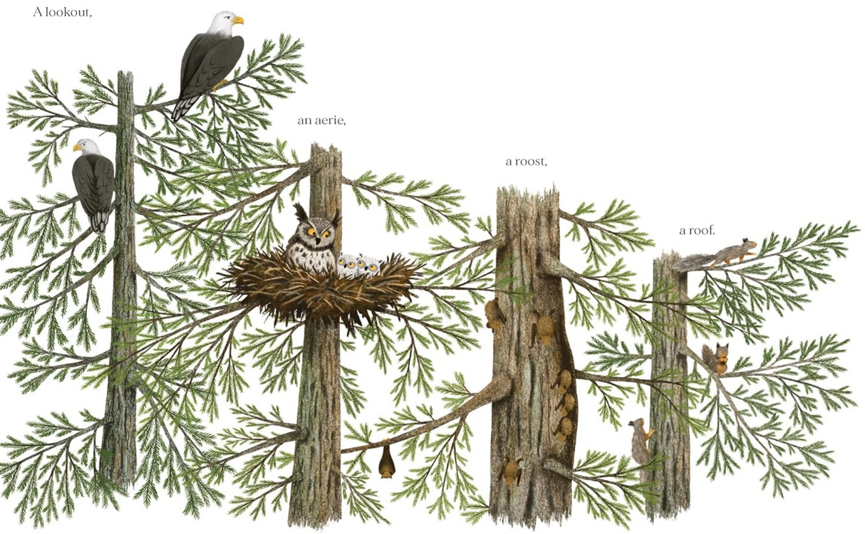 Illustration from When a Tree Falls showing forest animals in nests and tree hollows on evergreen branches.