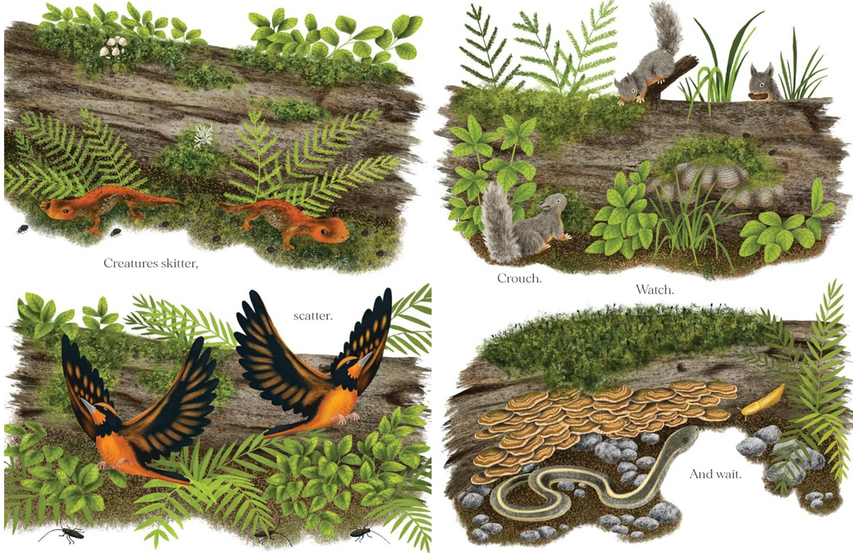 When a Tree Falls shows forest life on a fallen log with salamanders, birds, squirrels, mushrooms, and lush greenery.