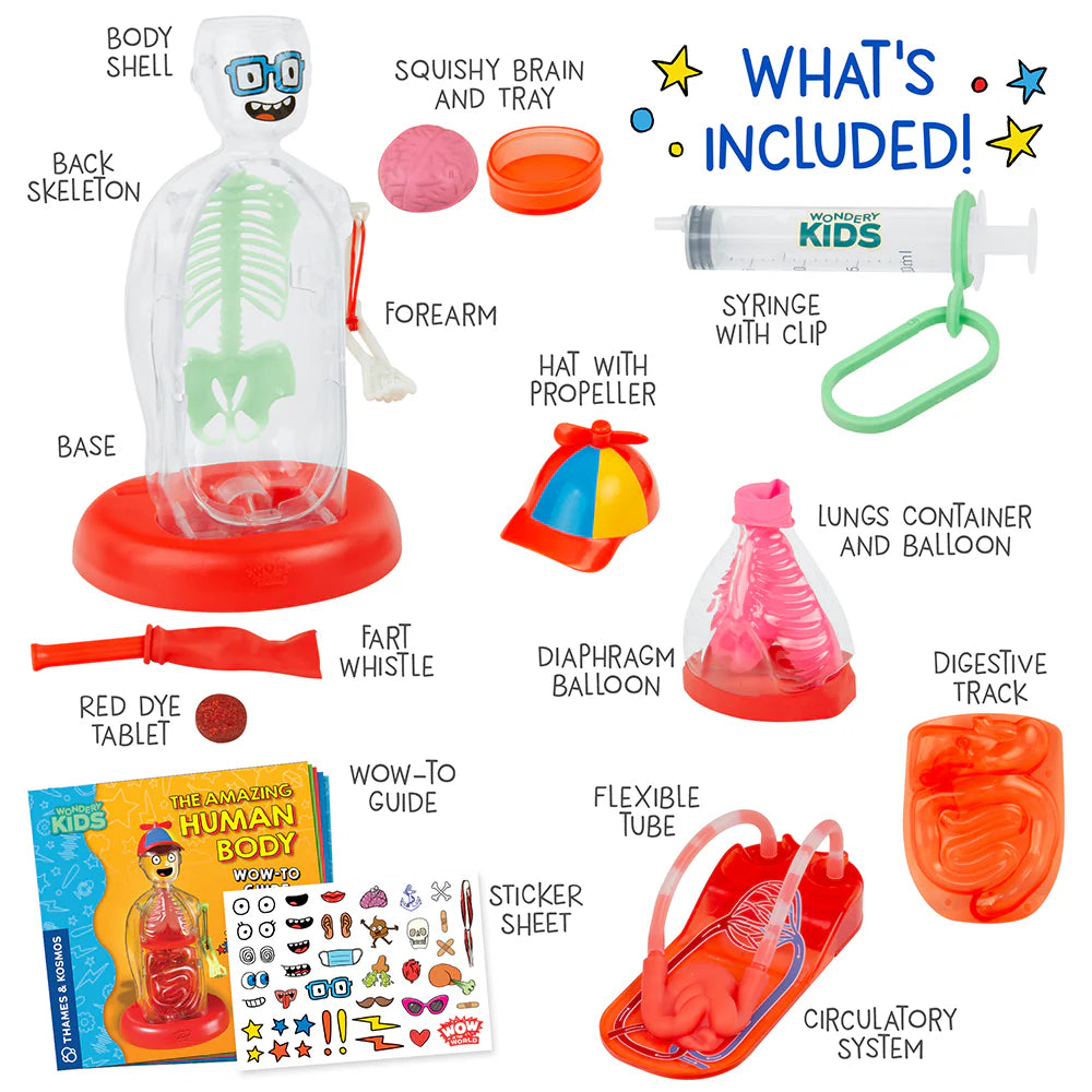 Transparent human body model with colorful removable organs, red base, educational guide, stickers, and interactive accessories