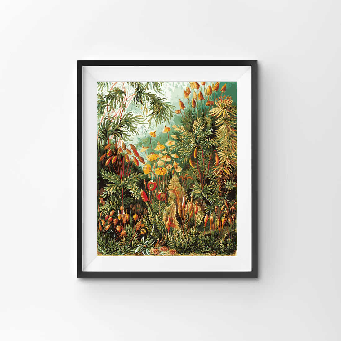 Framed botanical illustration of mosses with intricate details and colors in Paint by Number Muscinae artwork.
