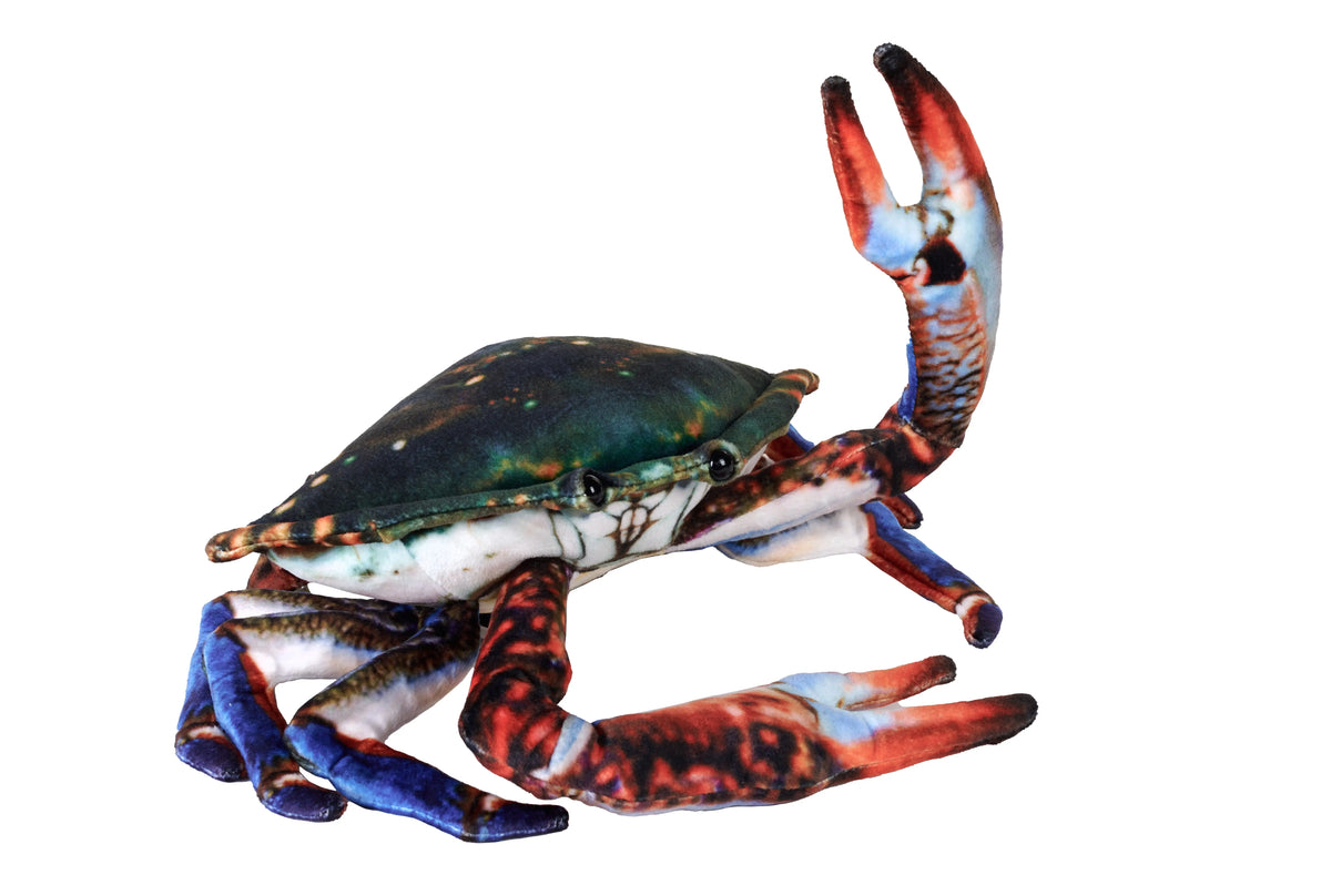 Crab with a colorful blue red and green shell and raised claw