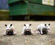 Three Racing Possum pull-back toy figures on wheels positioned on concrete near a green dumpster.