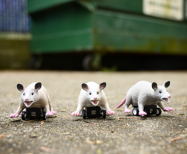 Three Racing Possum pull-back toy figures on wheels positioned on concrete near a green dumpster.
