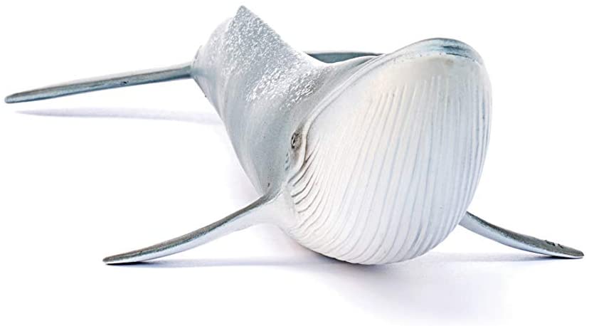 Blue Whale detailed model showing its large mouth and body, perfect for educational and decorative purposes.
