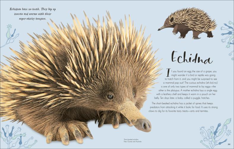 Illustration and photo of an echidna with facts from Wonders of Nature children's nature treasury book.