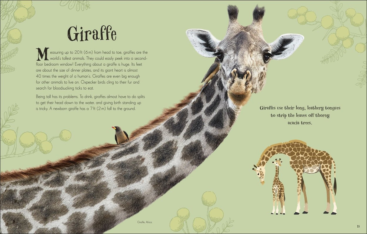 Anthology of Intriguing Animals showing a close-up giraffe with detailed illustrations and educational text for children.