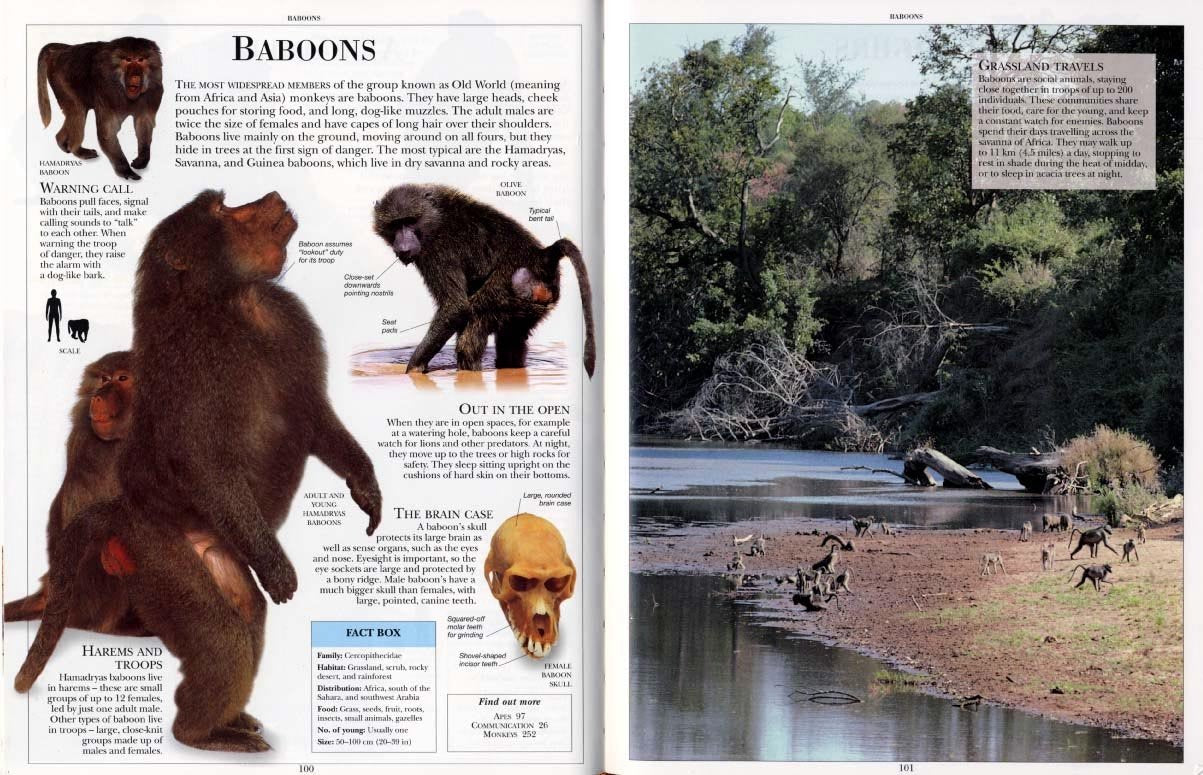 Encyclopedia of Animals showing detailed baboon illustrations and wildlife scene with river and trees for kids 9 and up.