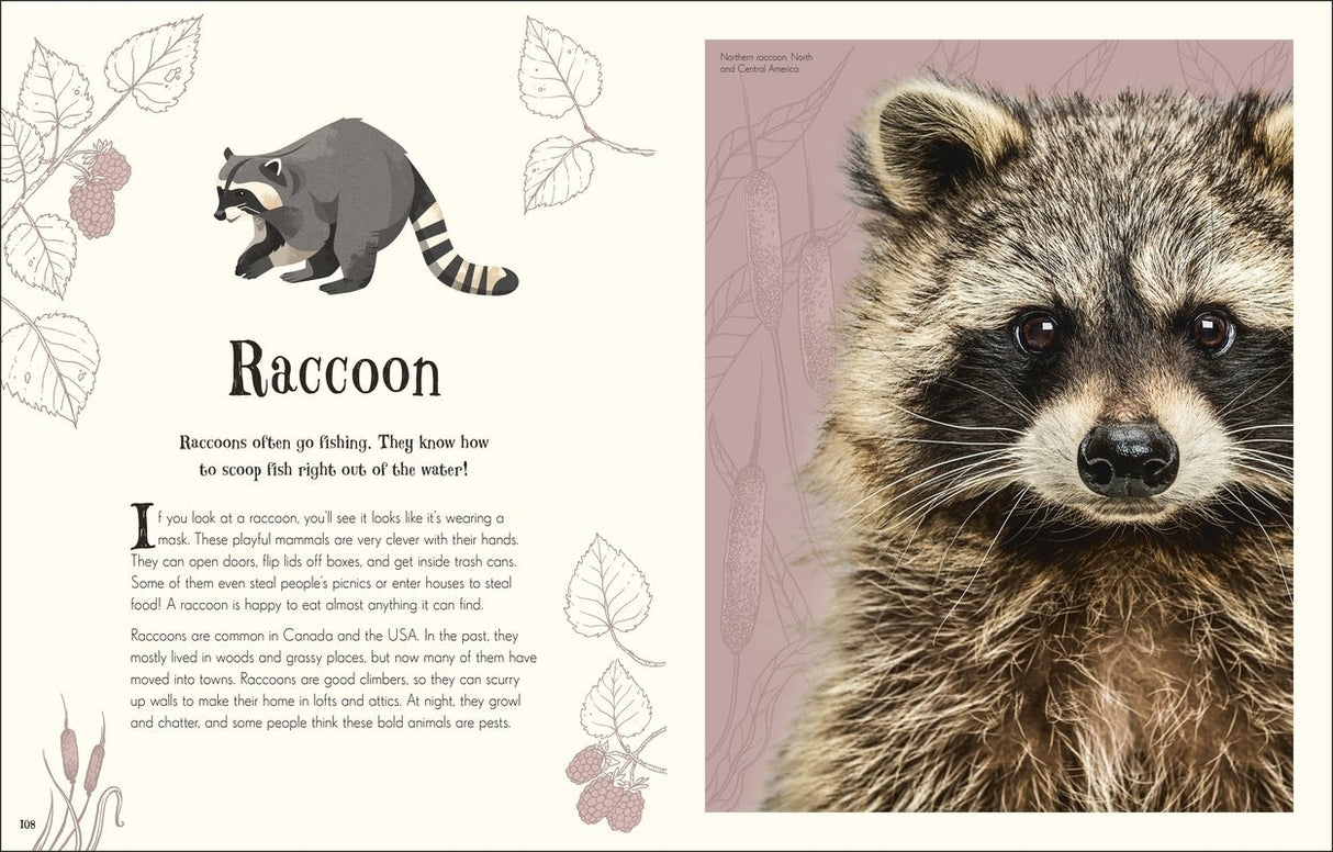 Anthology of Intriguing Animals showing a detailed close-up photo and illustration of a raccoon with engaging storybook text.