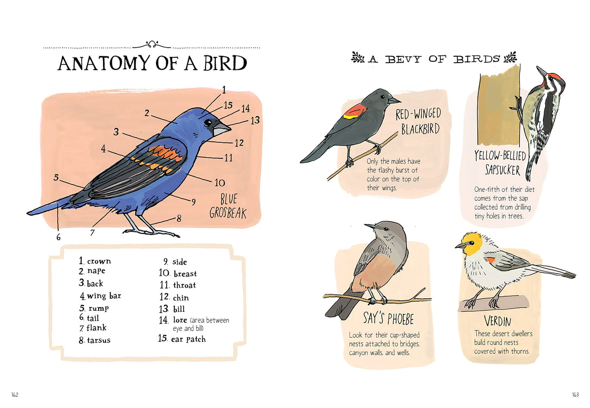 Nature Anatomy book page illustrating bird anatomy and different bird species with detailed labels in a friendly style.