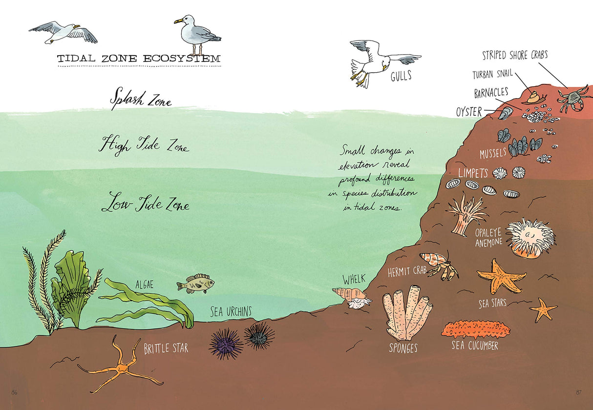 Ocean Anatomy illustration showing tidal zone ecosystem with labeled sea creatures, algae, and seagulls in a coastal habitat.