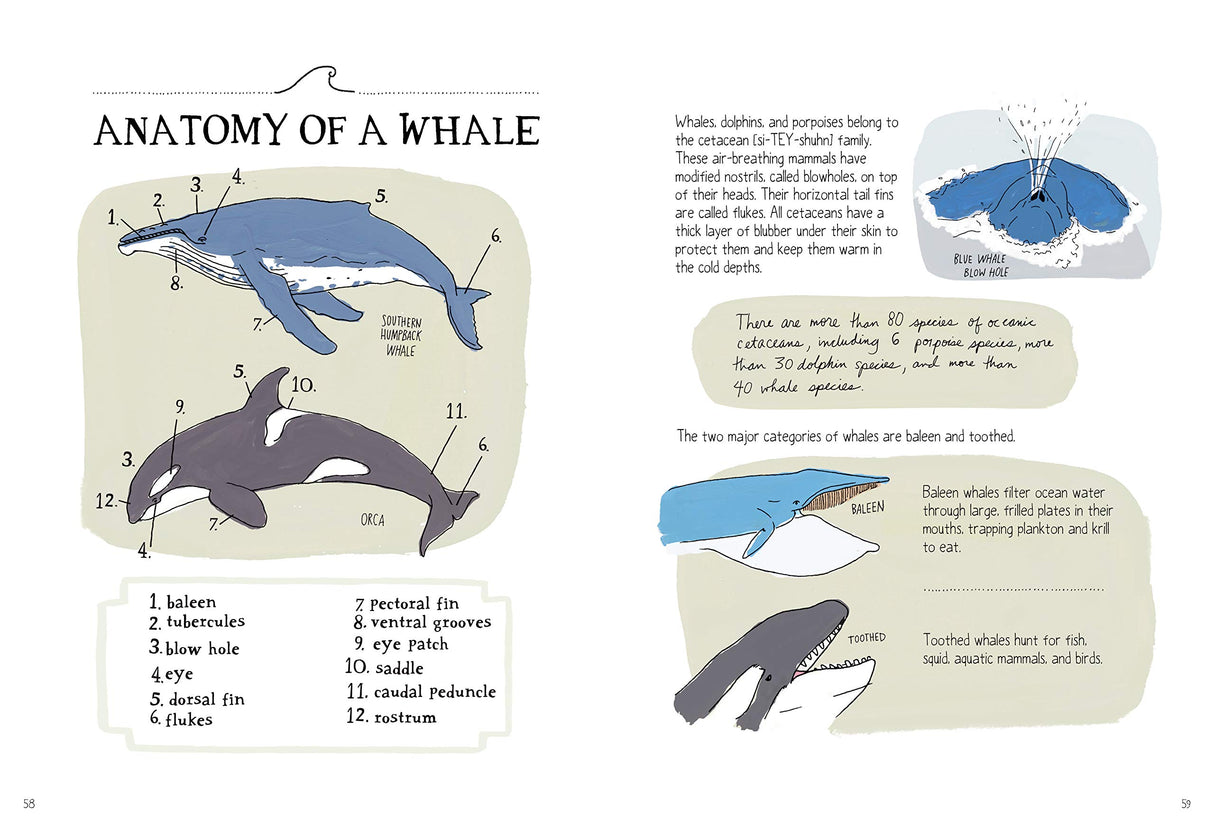 Ocean Anatomy book illustration showing labeled anatomy of a whale and differences between baleen and toothed whales.