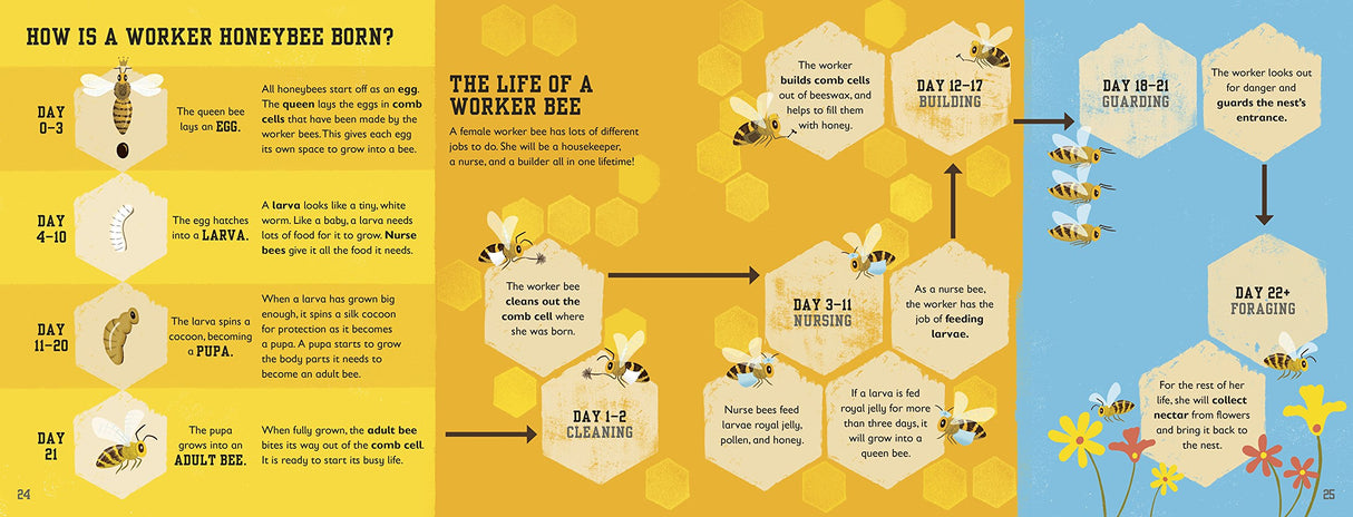The Bee Book open to pages explaining the life cycle and roles of a worker honeybee with illustrations and text.