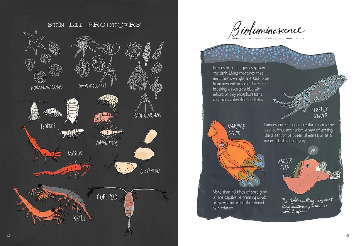 Ocean Anatomy book illustration showing sun-lit ocean producers and bioluminescent sea creatures with detailed labels.