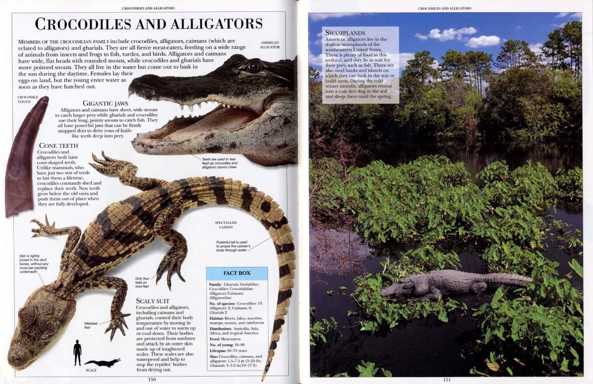 Encyclopedia of Animals open to crocodiles and alligators page with detailed illustrations and habitat photo.