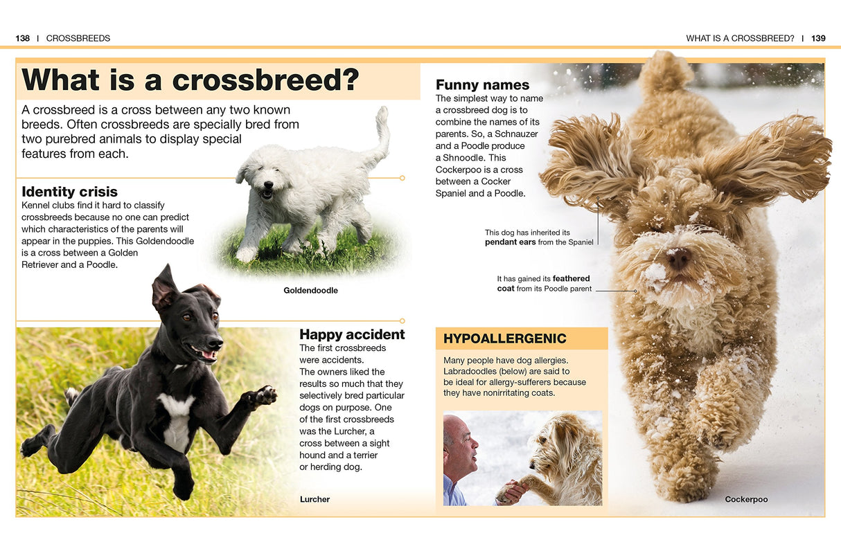 Pocket Genius Dogs showcasing crossbreed dog facts with photos of Goldendoodle, Lurcher, and Cockapoo breeds.