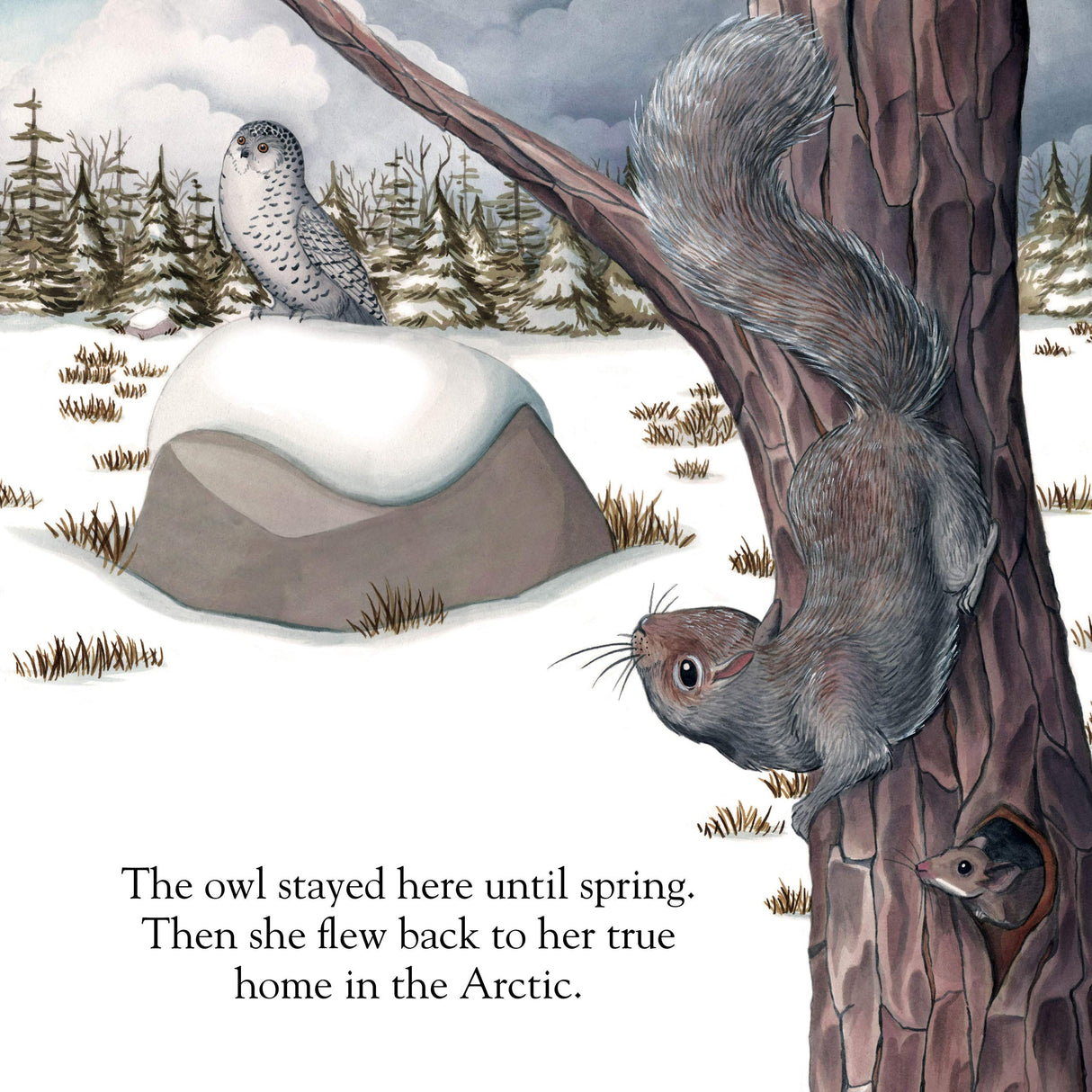 Illustration from A Snowy Owl Story showing a snowy owl on a snowy rock and squirrels in a tree during winter.
