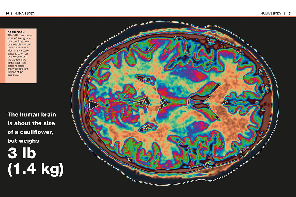 Pocket Genius Human Body showing a colorful brain scan image with facts about brain size and weight for young readers.